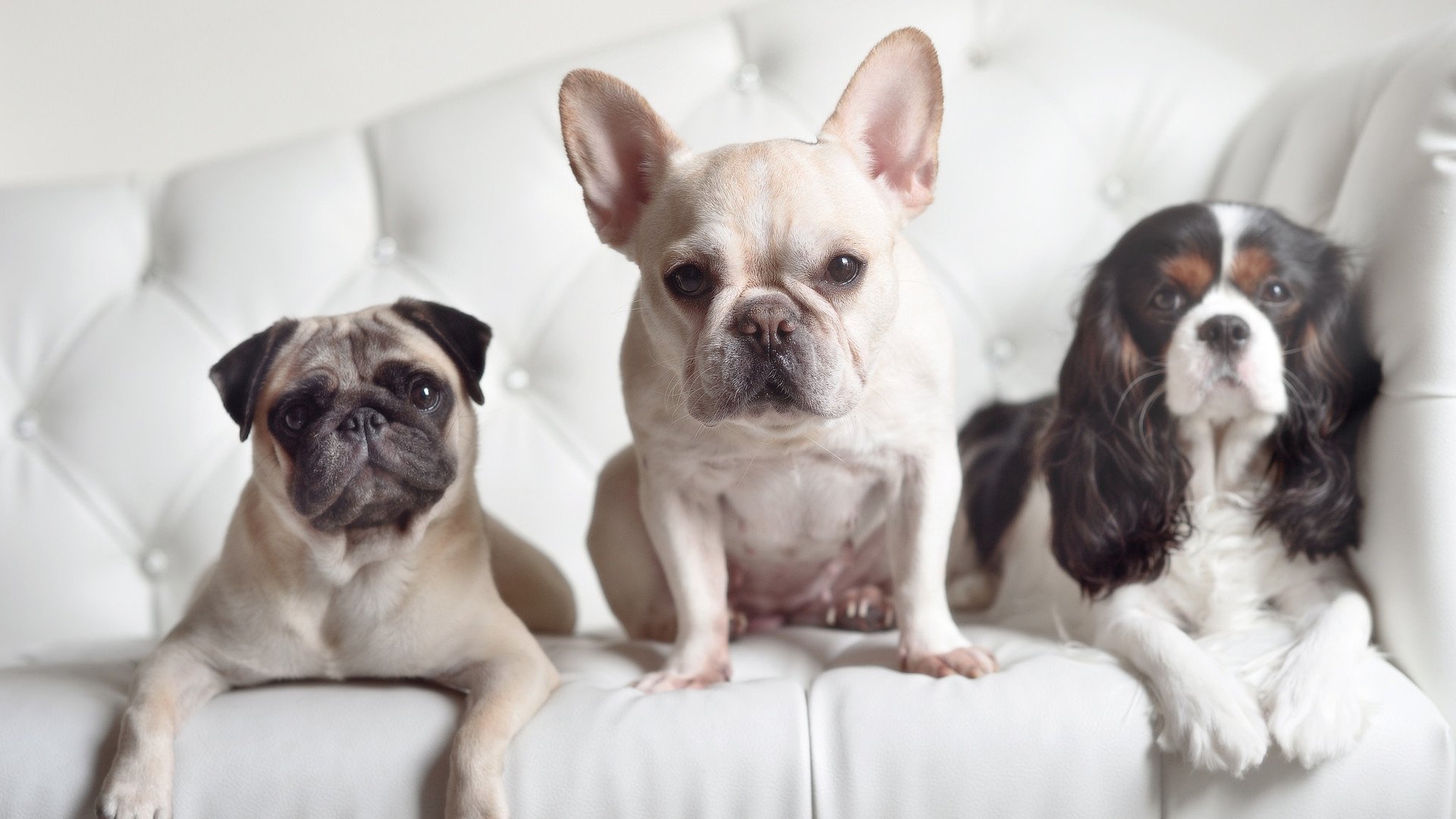 跨界统治力，湖人战术智慧与字母哥的赛道狂飙