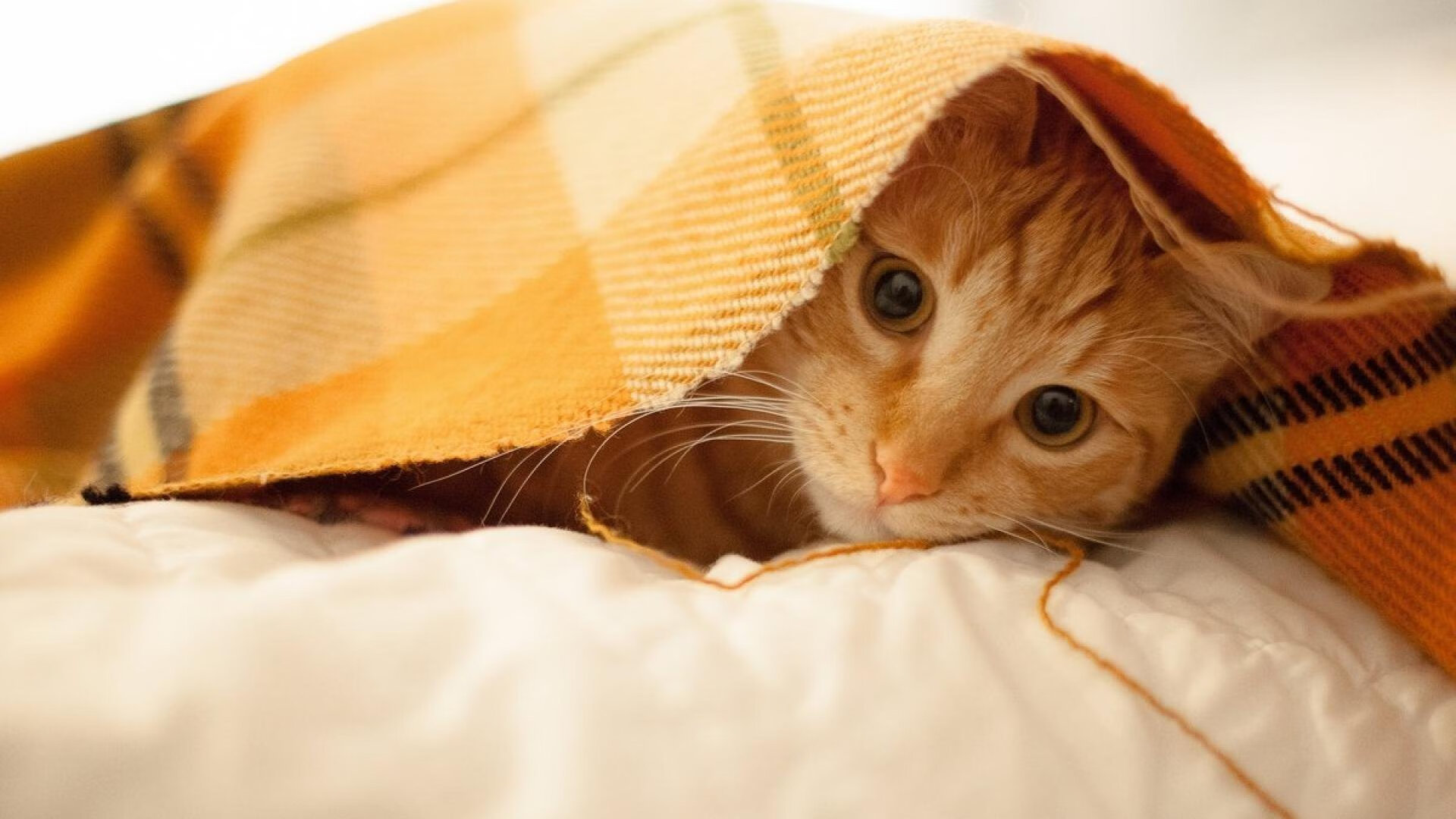 弗拉霍维奇一剑封喉,贝蒂斯爆冷终结阿森纳不败神话